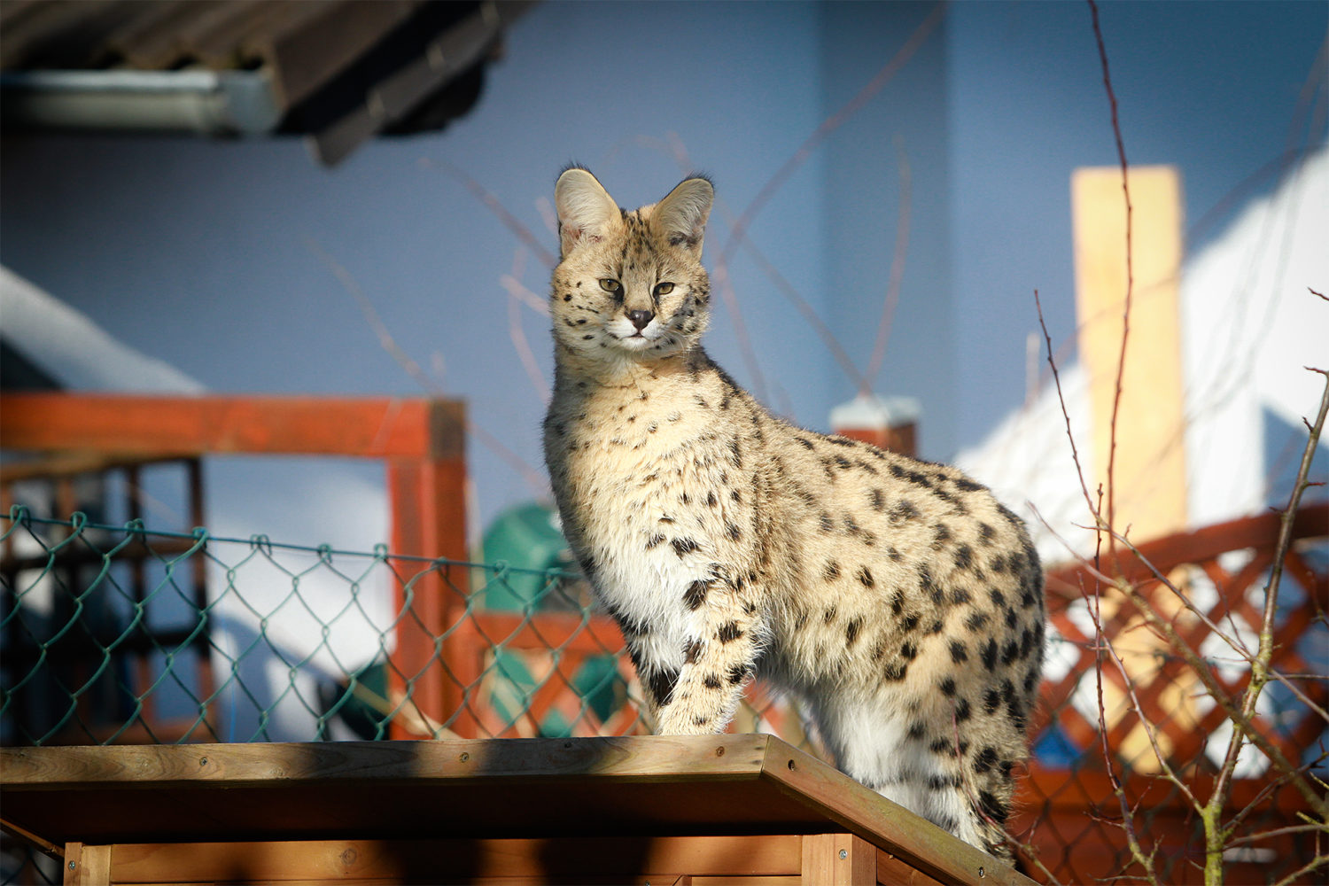Der Serval savannahandbluecats.de